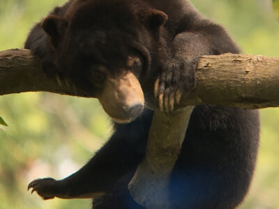 Borneo - Sun Bear at Sepilok