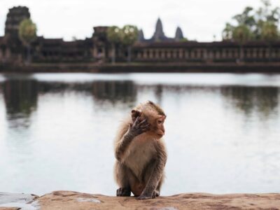 Cambodia Monkey in a Temple by the water