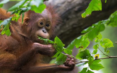 camp-borneo-background