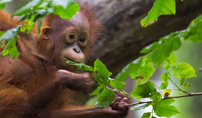 Baby Orangutan in Borneo