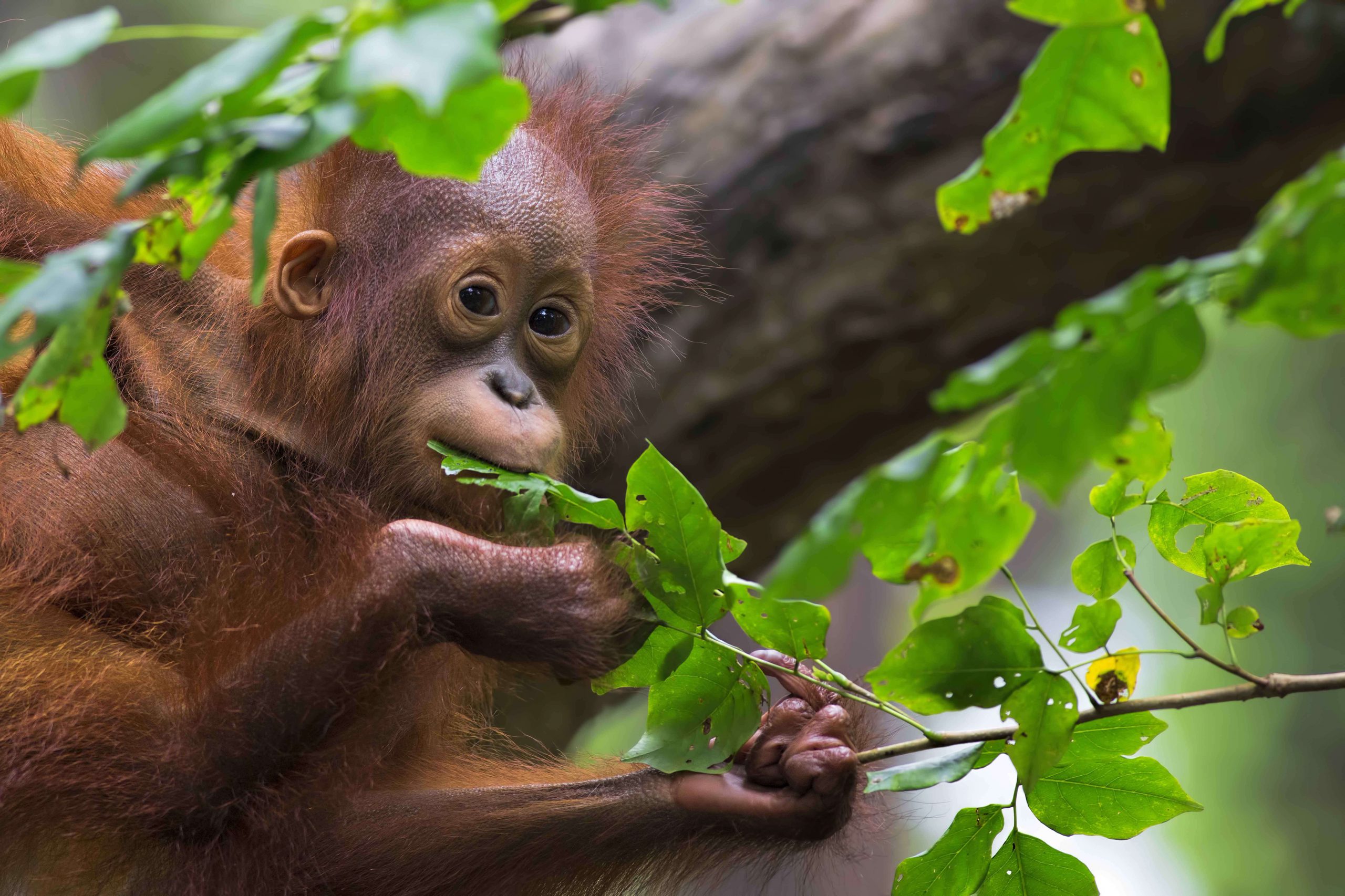 camps_international_borneo_trek_baby_orangutan-1
