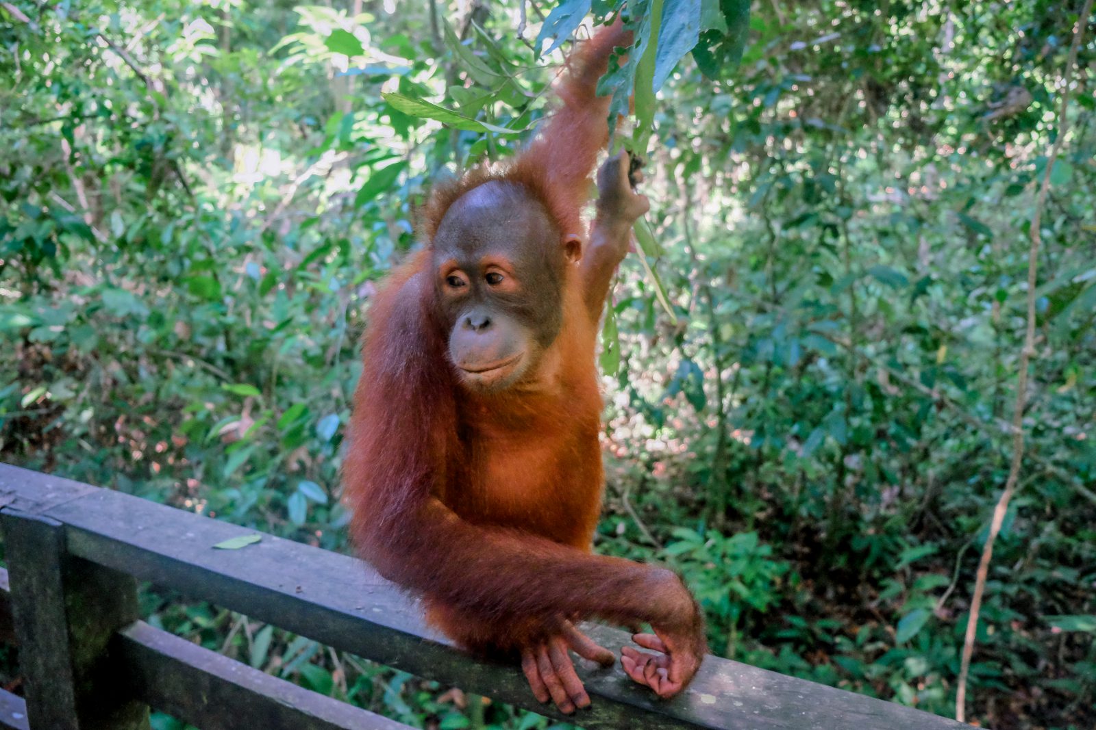 camps_international_orangutan_at_sepilok-2
