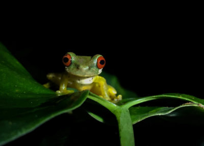 Costa Rica Red Eyed Tree Frog