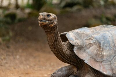 Giant Tortoise Galapagos
