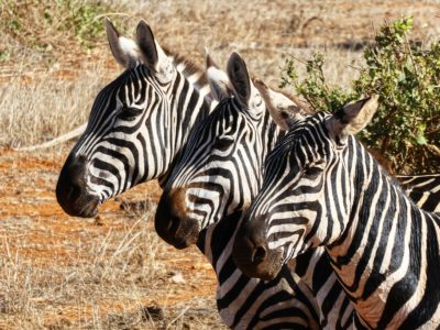 grace-phillips-wildlife-uk-kenya