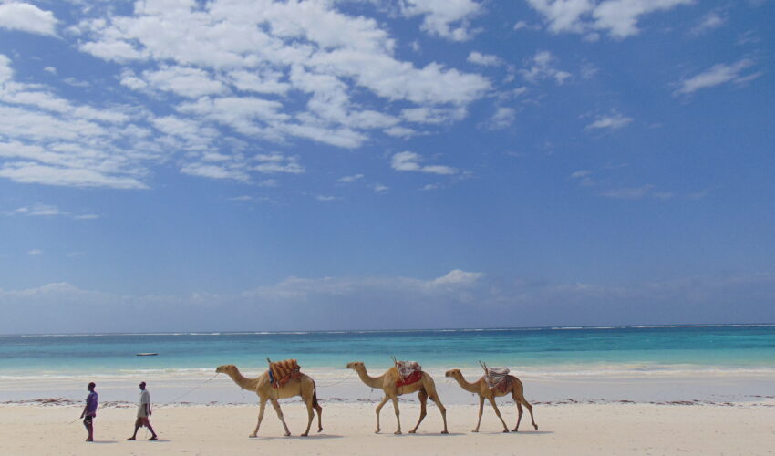Camels walking along Diani beach.