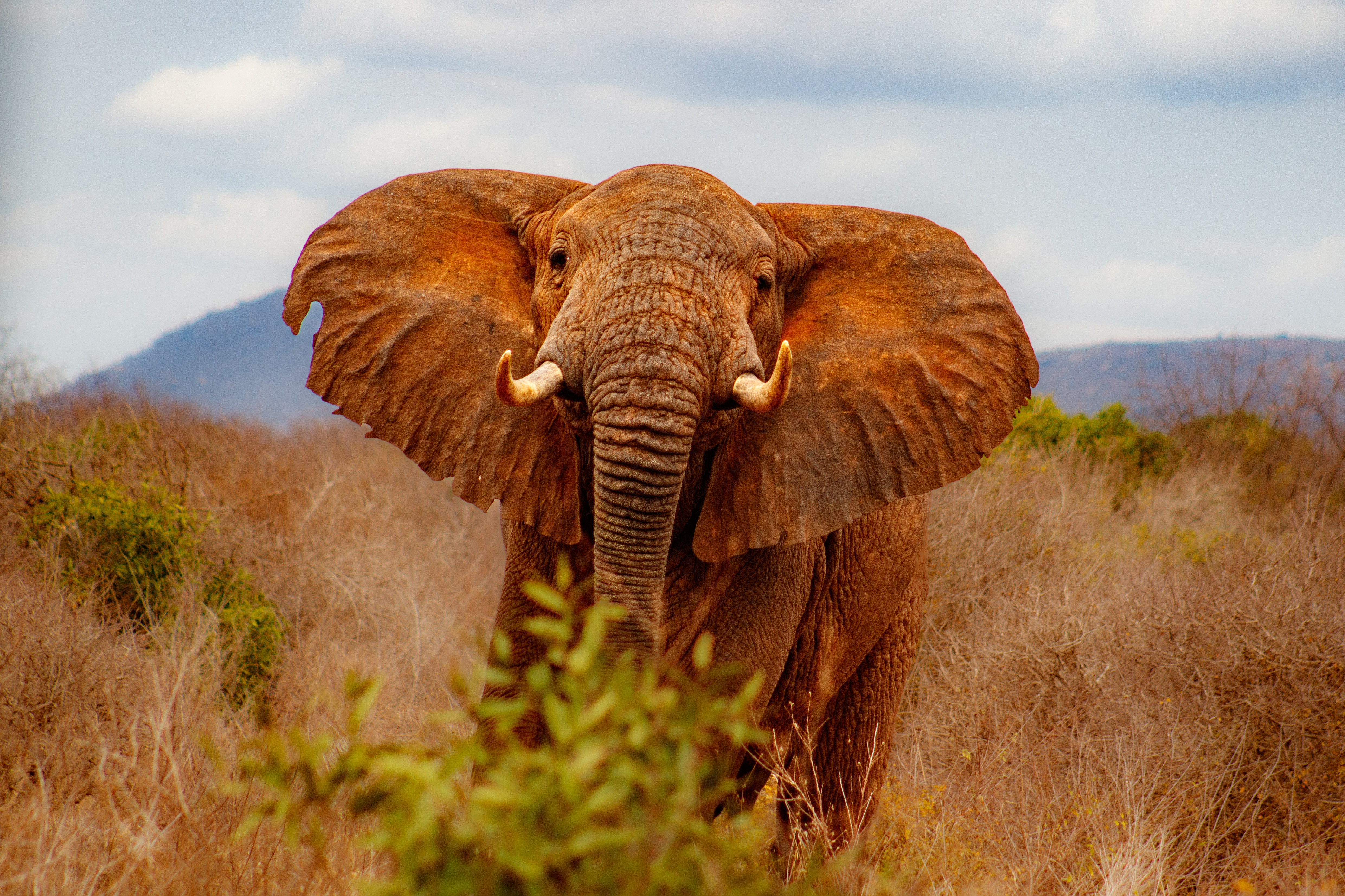 An elephant standing in front of the camera in the tall grasses looking straight on with mountains in the background in Kenya