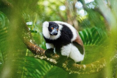 Black and white lemur in a green forest.