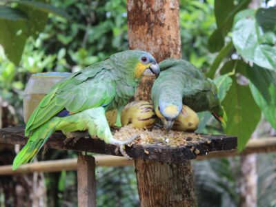 Parrots in camp in Ecuador.