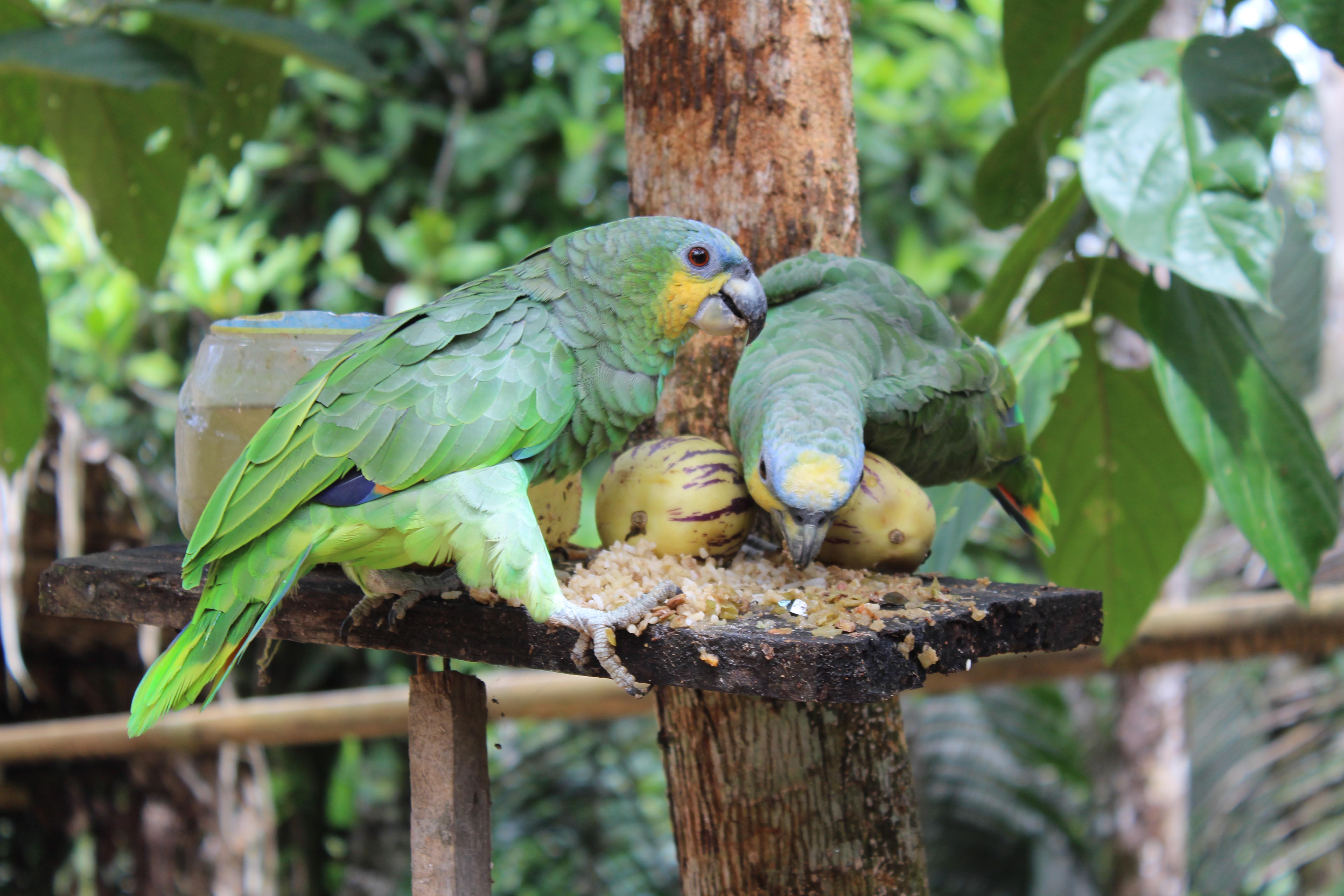 Parrots in camp in Ecuador.