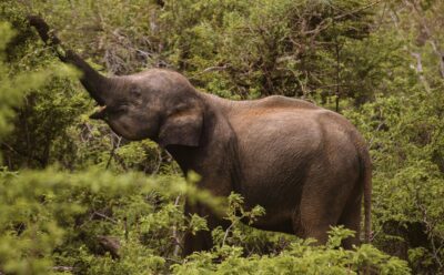 Asian elephant reaching for branch surrounded by green forest.