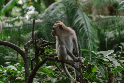 Monkey in a tree - Bali.
