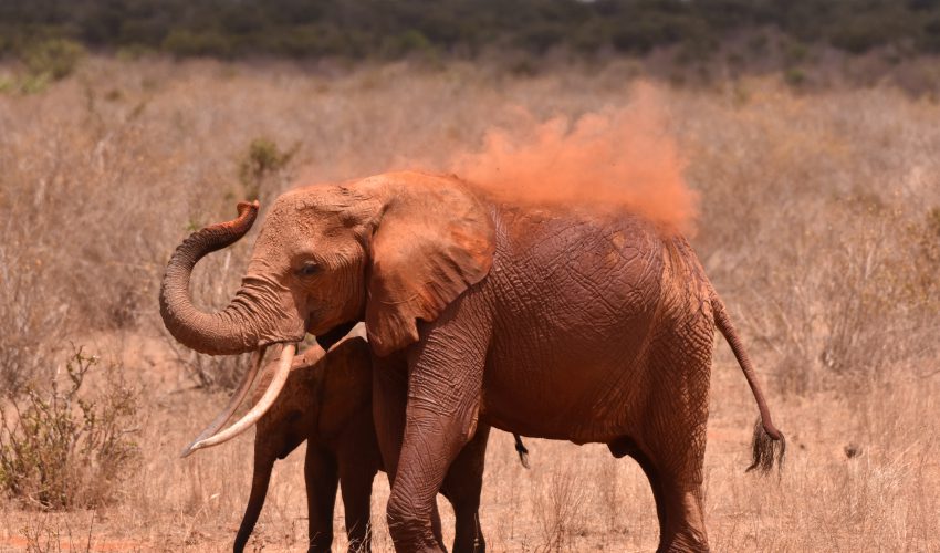 photo_competition_wildlife_category