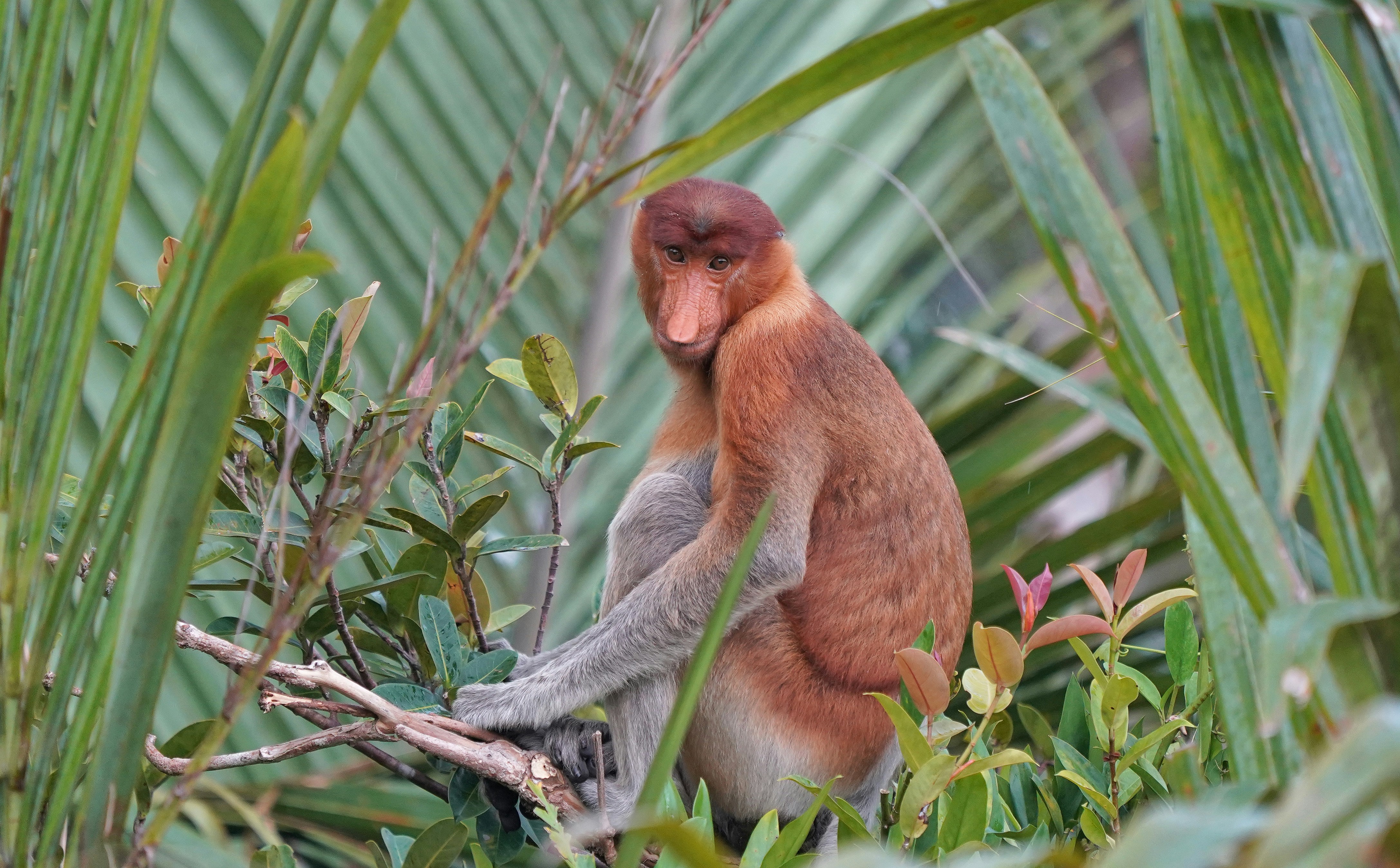 Proboscis monkey, Borneo