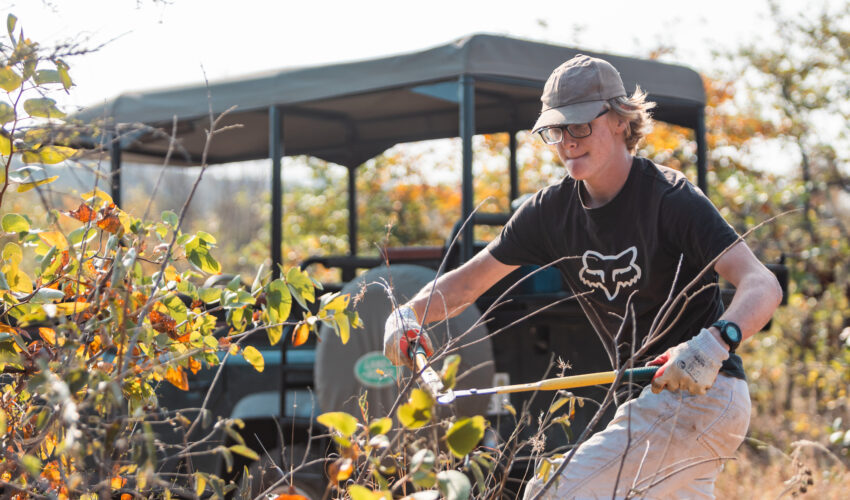 Person in cap cutting away invasive specifies on an environmental project with Camps International