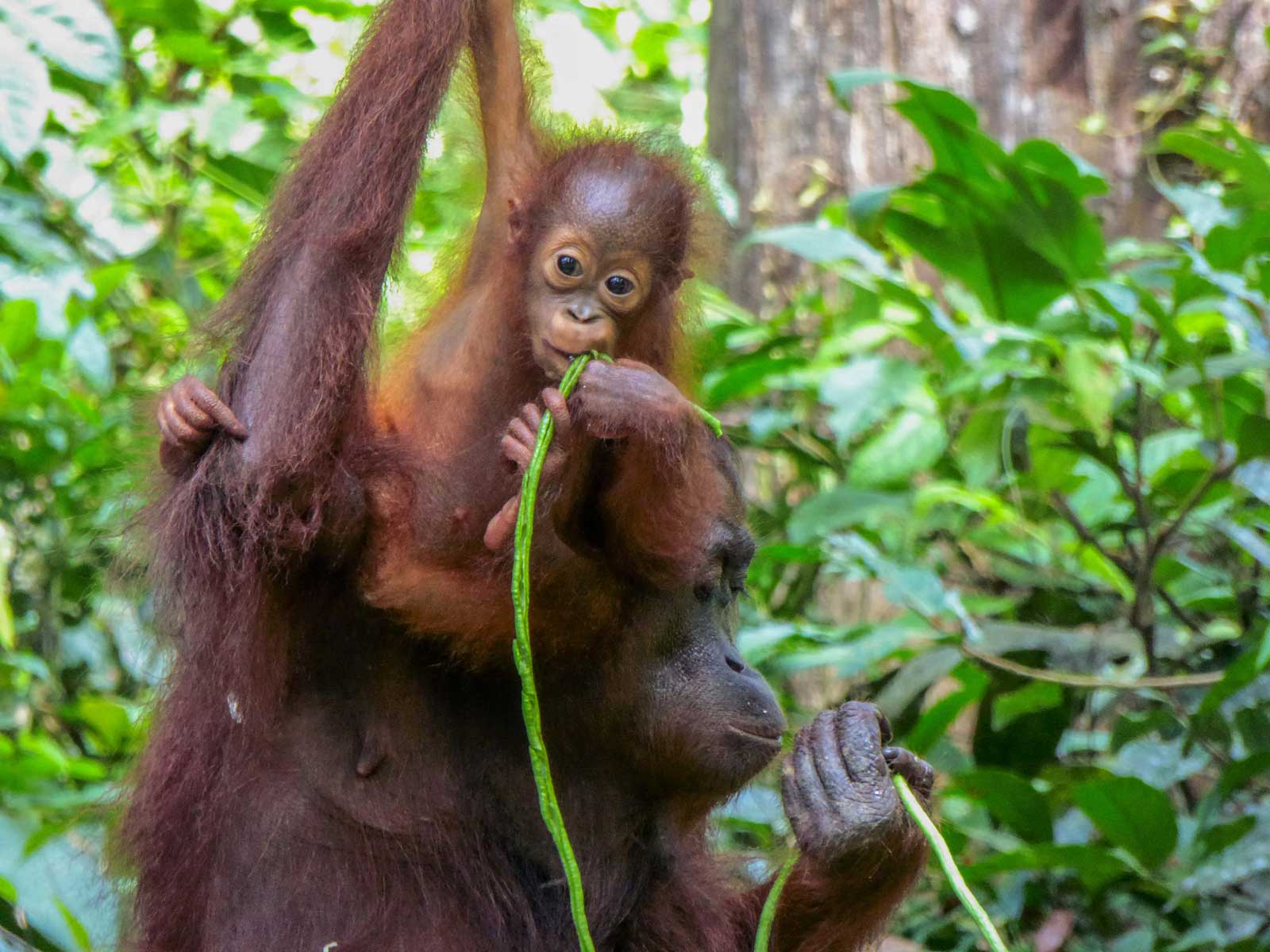 Mother and baby orangutan, Borneo