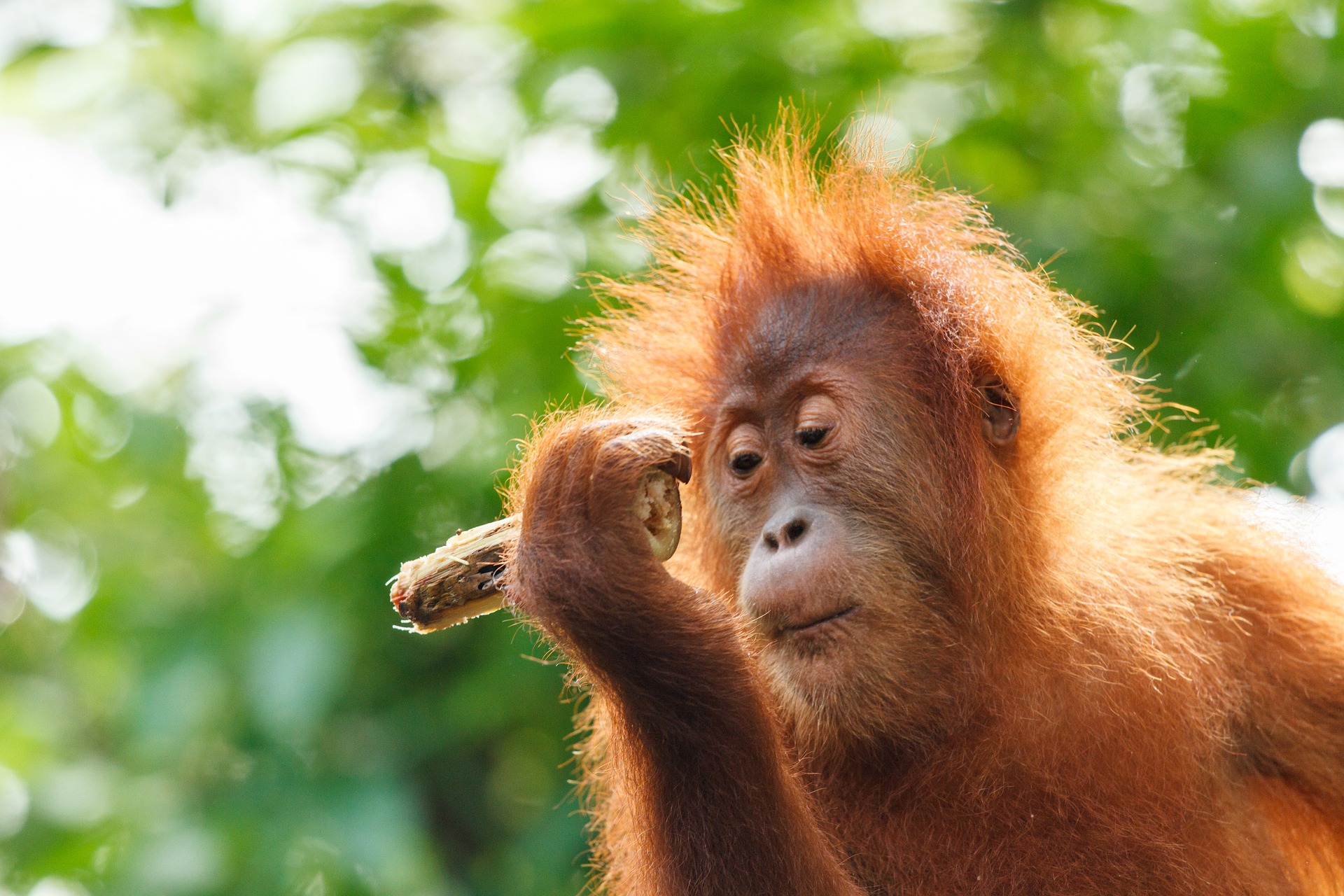 Borneo Impact Expedition