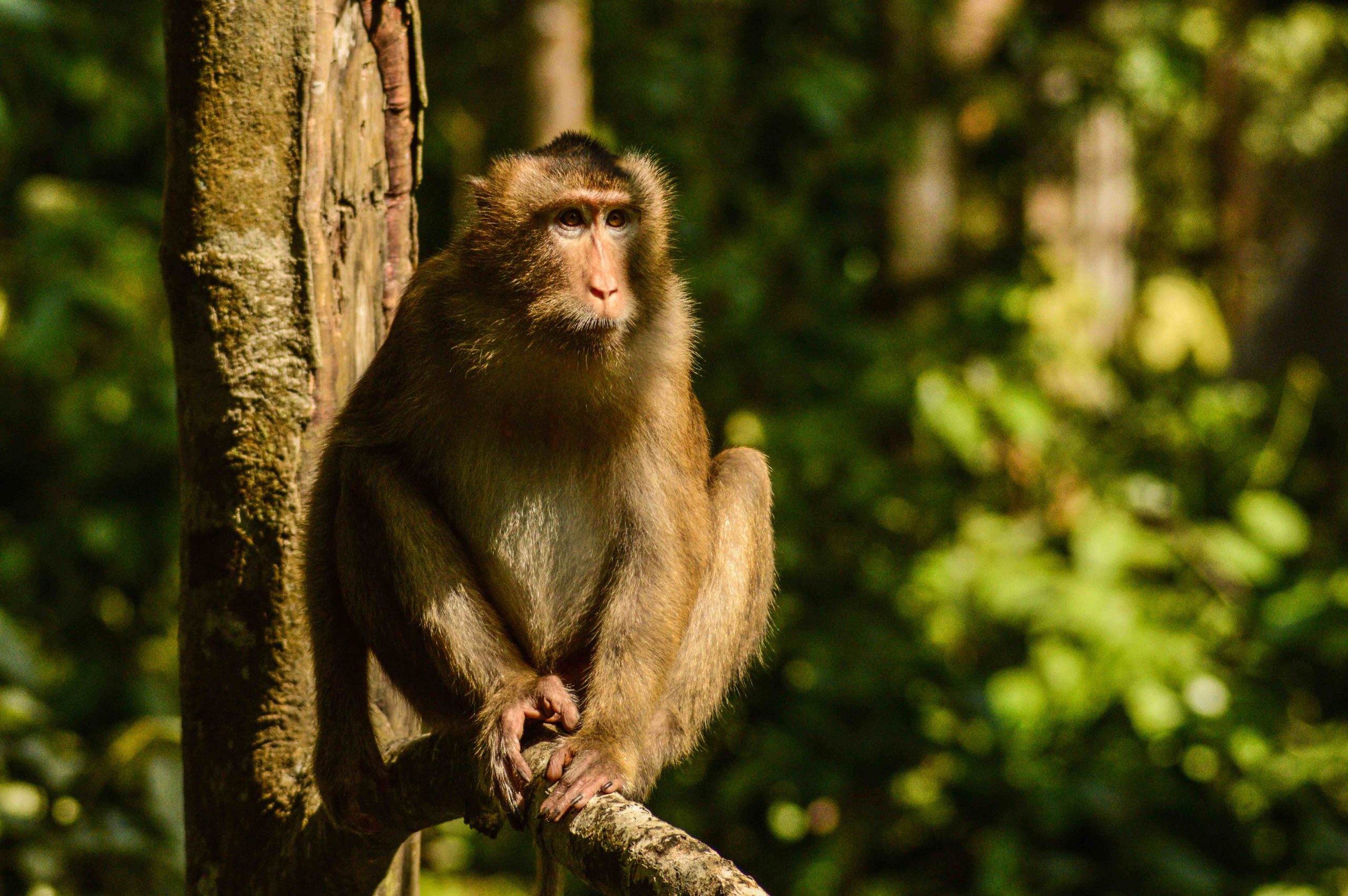 Macaque on a tree in the jungle