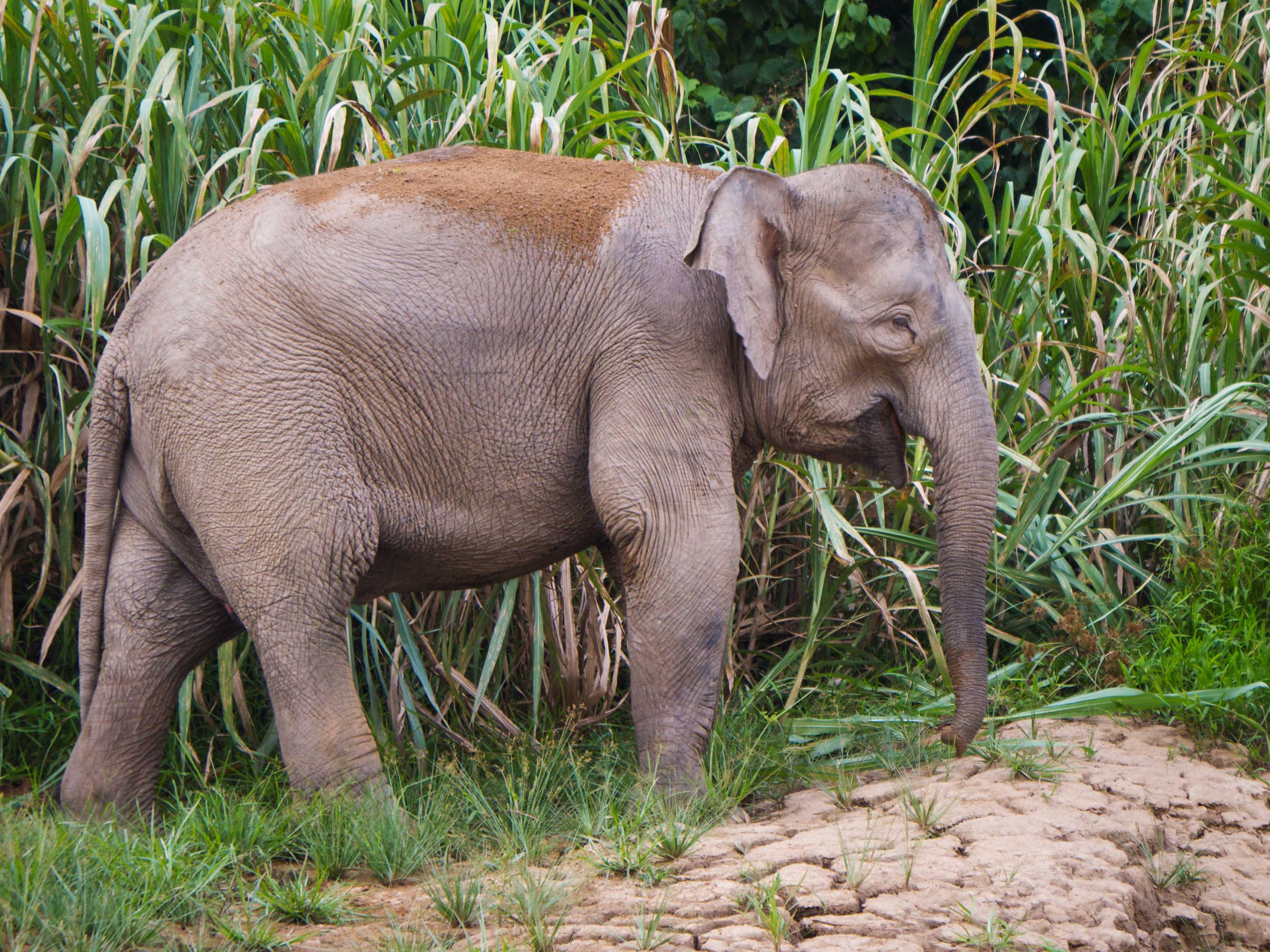 school_expedition_borneo_scuba_asian_elephant