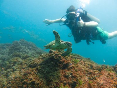 school_expedition_borneo_scuba_diving_turtle-2
