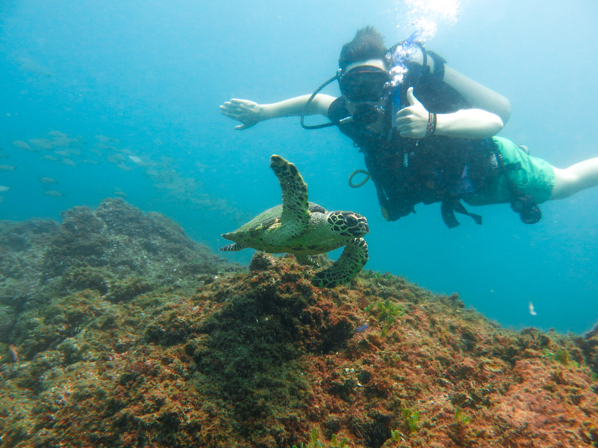 school_expedition_borneo_scuba_diving_turtle-2