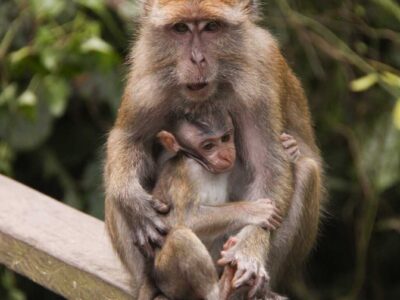 Monkey and its baby in Borneo