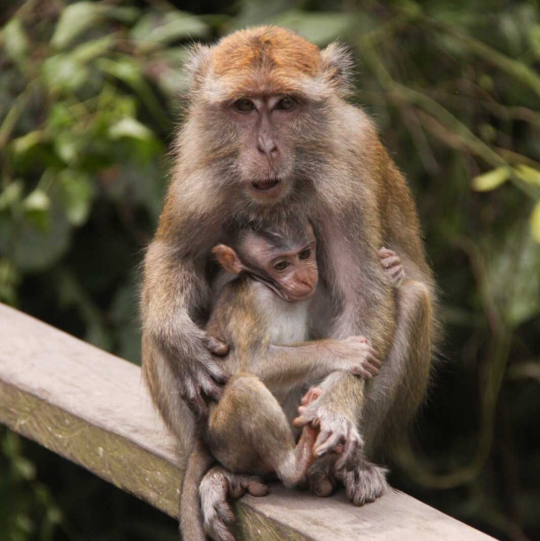 Monkey and its baby in Borneo