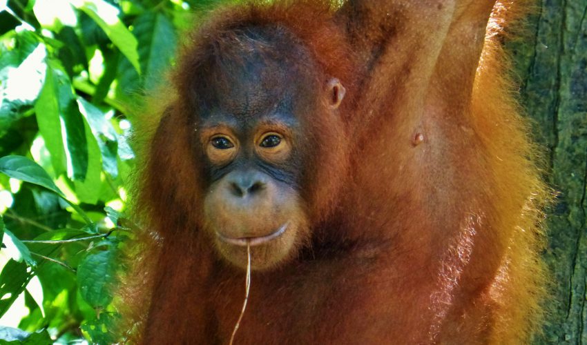 school_expedition_borneo_scuba_orangtuan_sepilok