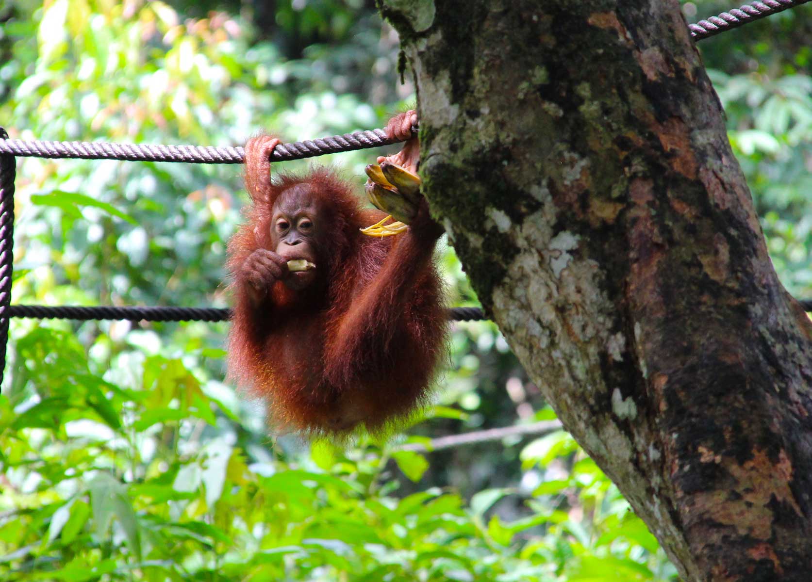 Borneo expedition orangutan hanging
