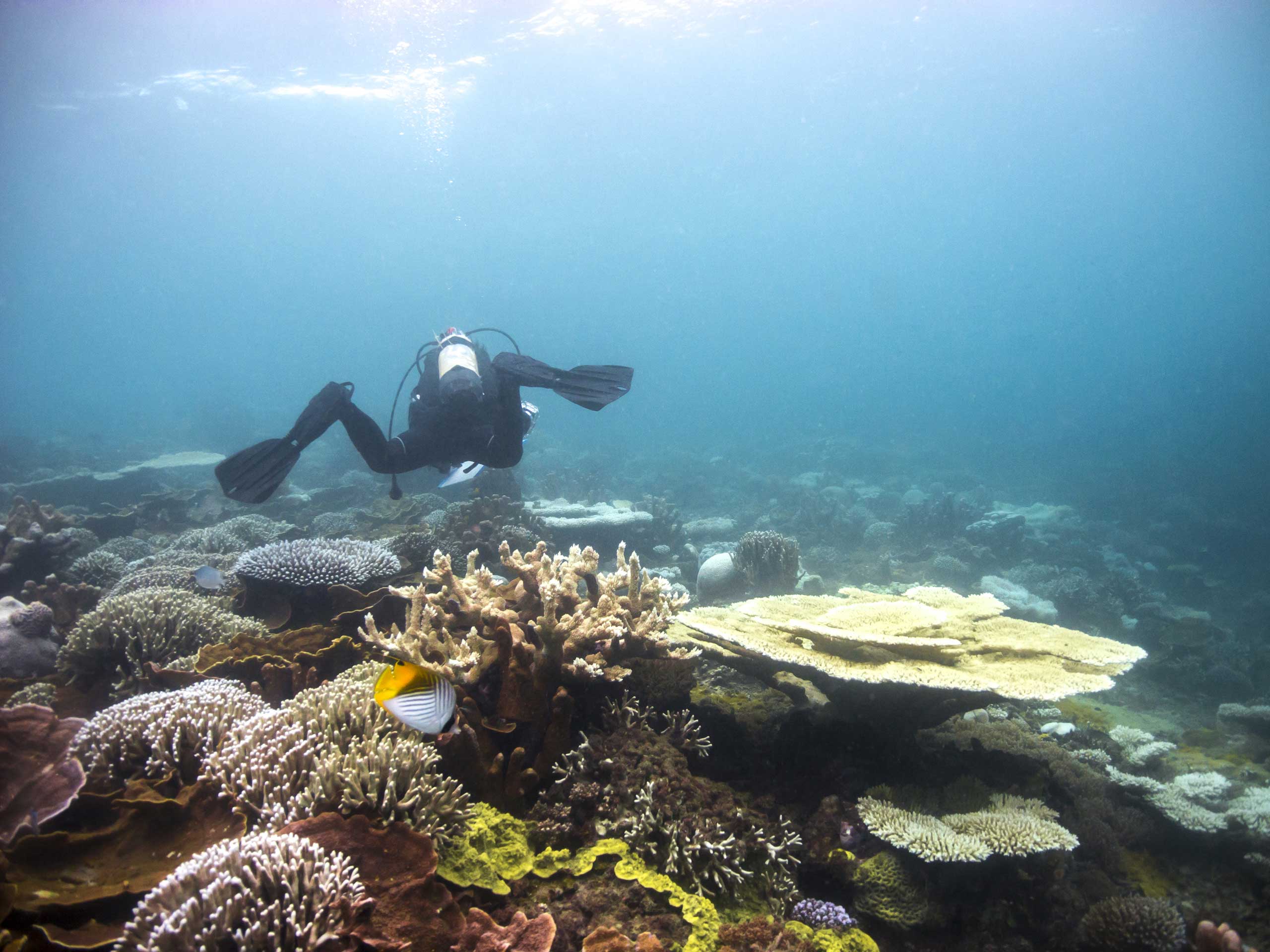 school_expedition_borneo_scuba_underwater_diver_comp