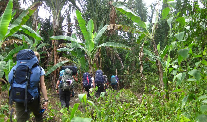 Travellers trekking through the jungle in Borneo