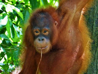 school_expedition_borneo_trek_orangutan_sepilok