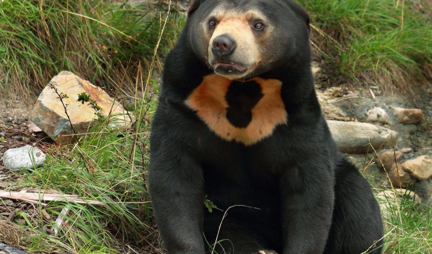 Sunbear in Sepilok in Borneo