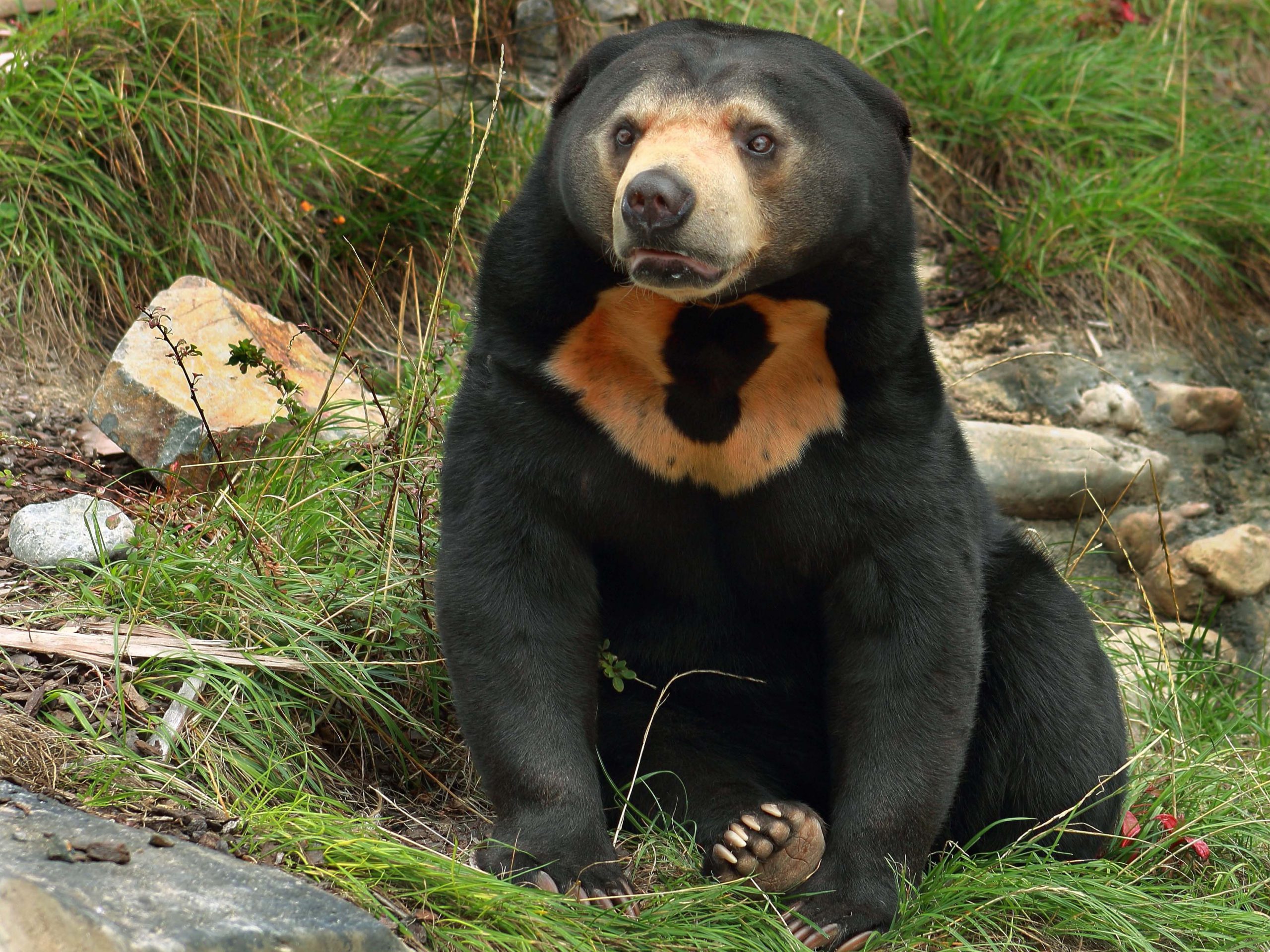 Sunbear in Sepilok in Borneo