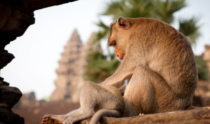 school_expedition_cambodia_scuba_monkey_at_temple