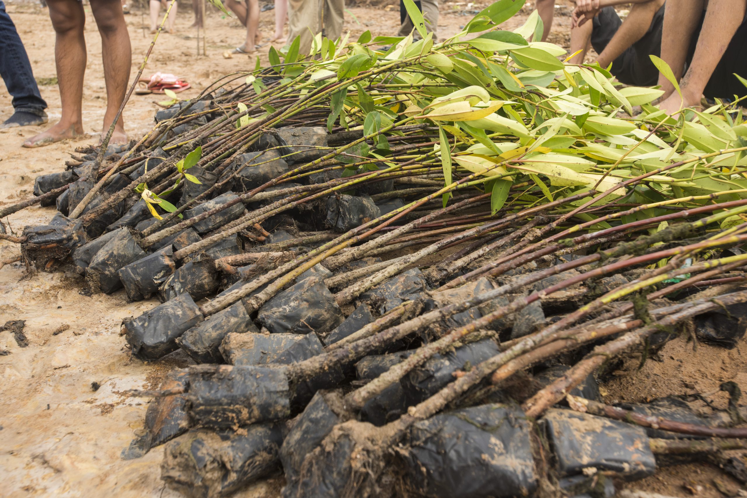 mangroves-waiting-to-be-planted