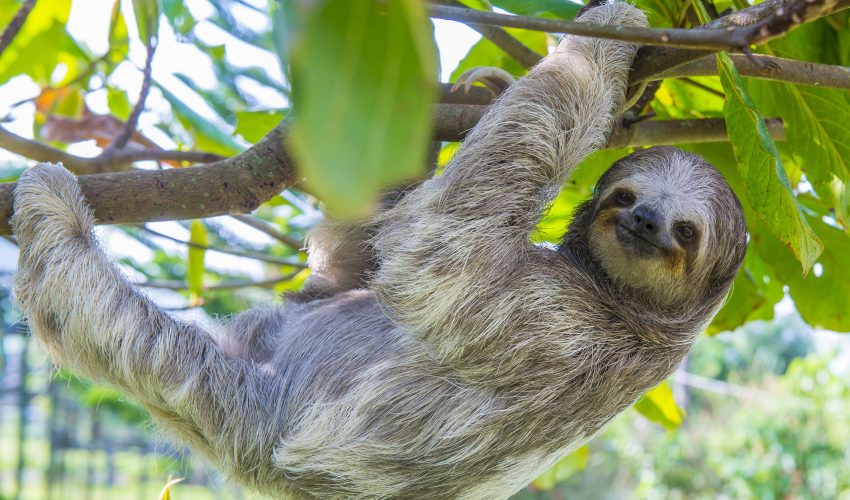 school_expedition_costa_rica_scuba_sloth