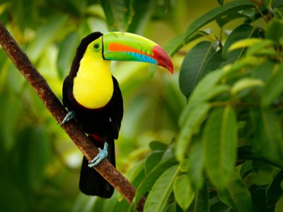 Toucan in the trees, Costa Rica