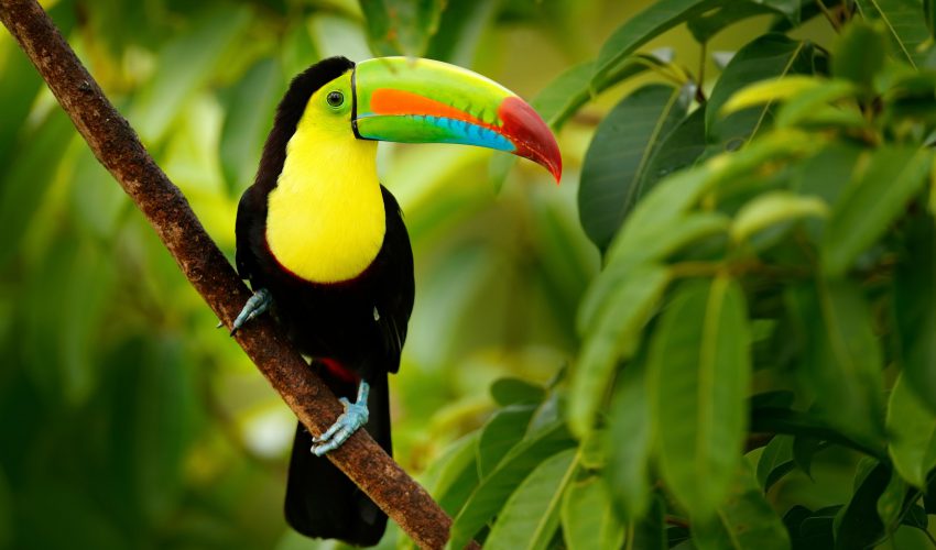 Toucan in the trees, Costa Rica