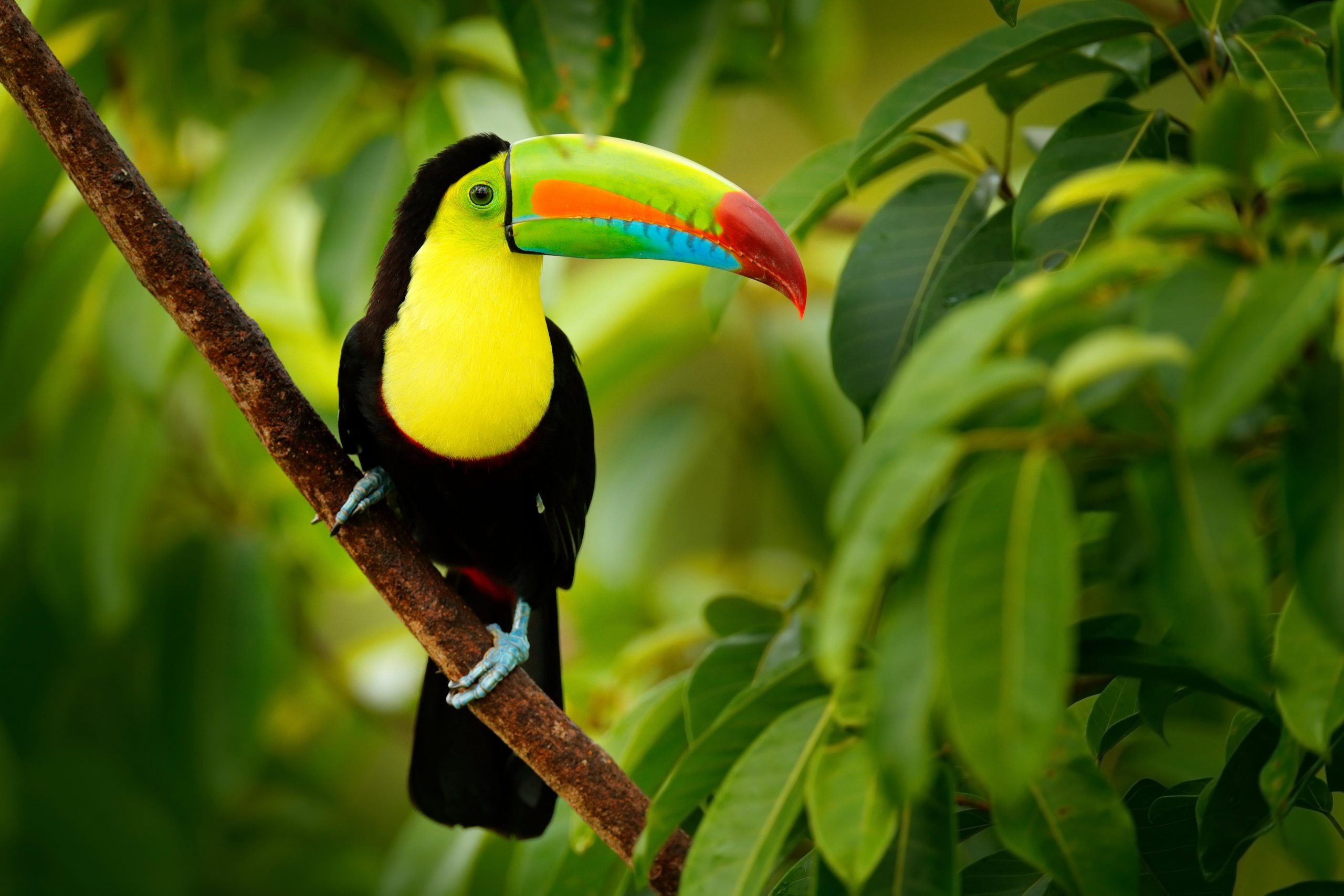 Toucan in the trees, Costa Rica