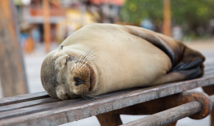 school_expedition_ecuador_galapagos_sleeping_seal