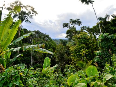 Ecuador Trek jungle views.