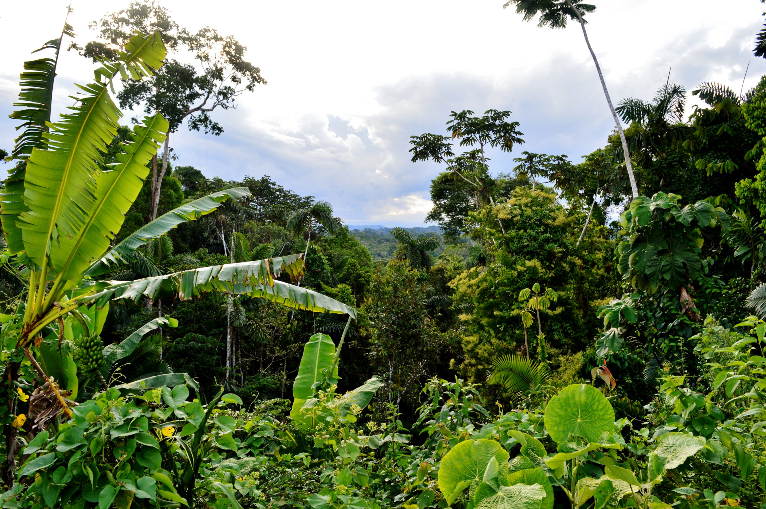 Ecuador Trek jungle views.