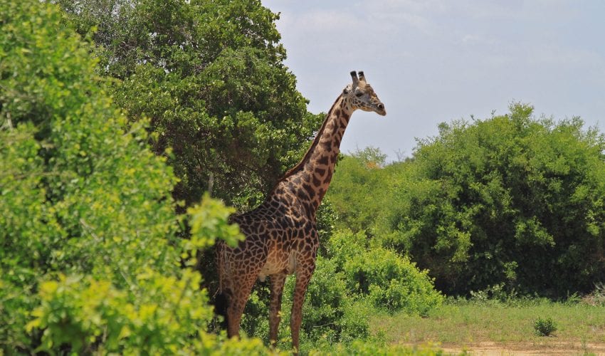 Rich in wildlife, giraffes are just one species you may get to see on this Kenya wildlife student trip.
