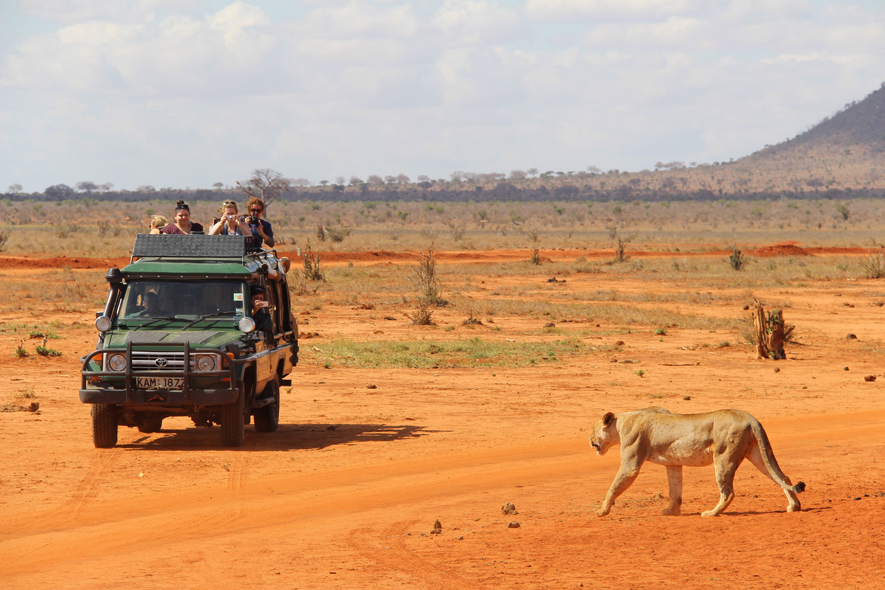 school_expedition_kenya_impact_lion_on_safari