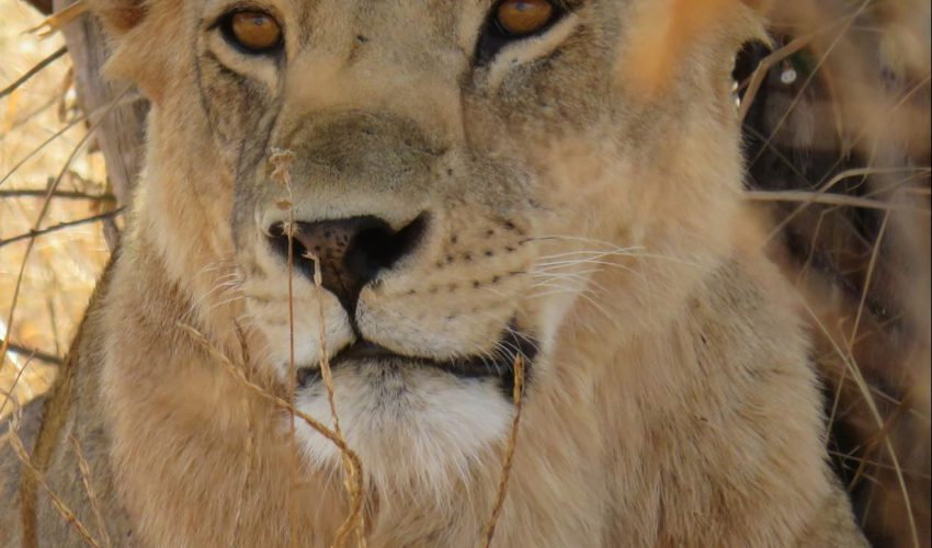 school_expedition_kenya_impact_lioness_in_shade