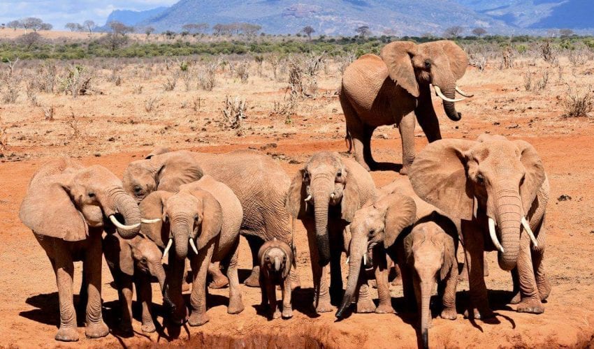 school_expedition_kenya_savannah_elephant_group-1
