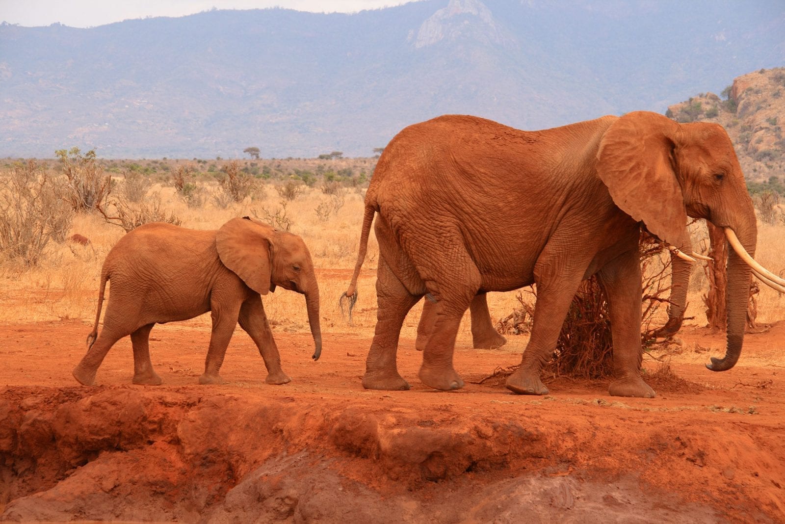 school_expedition_kenya_silver_elephant_group