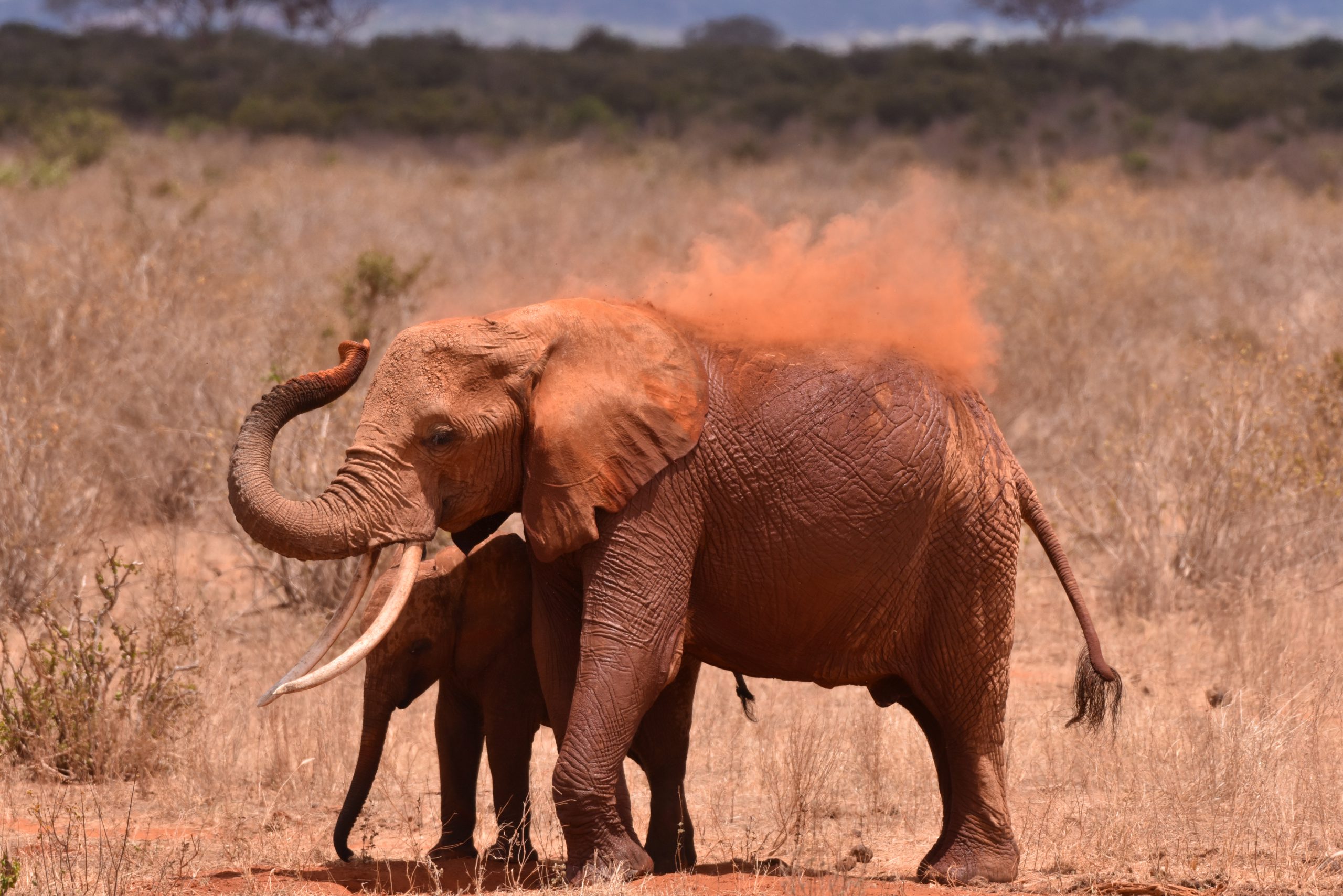 Red dust covered elephants are just one of the Big 5 you may spot when you are not trekking Mount Kenya on this trip.