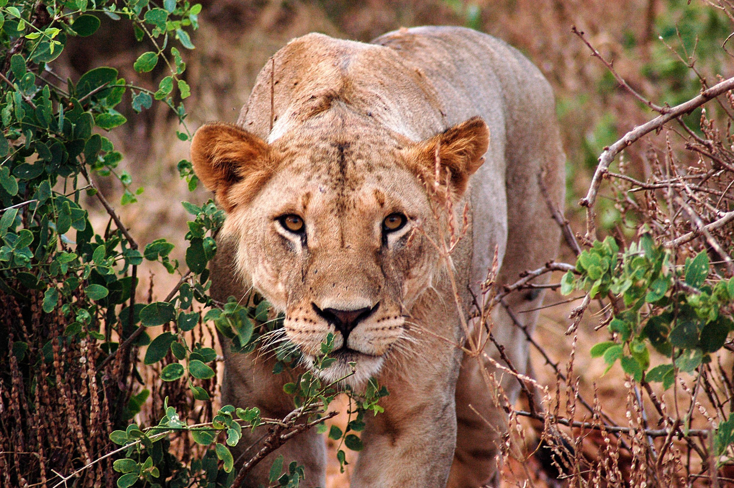 school_expedition_kenya_trek_lion_on_safari